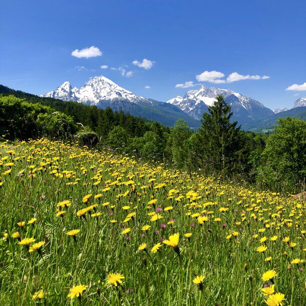 Blick auf Blumenwiese und Watzmann am Stollenweg