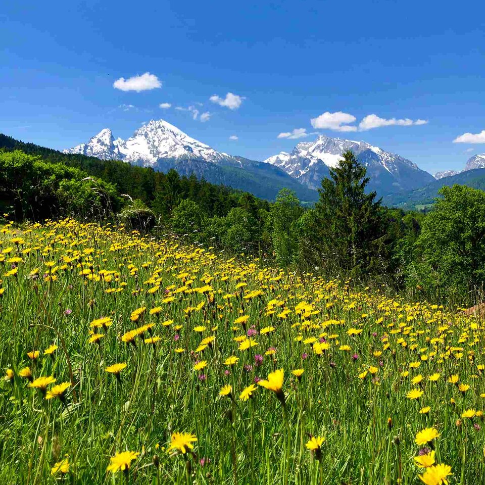 Blick auf Blumenwiese und Watzmann am Stollenweg