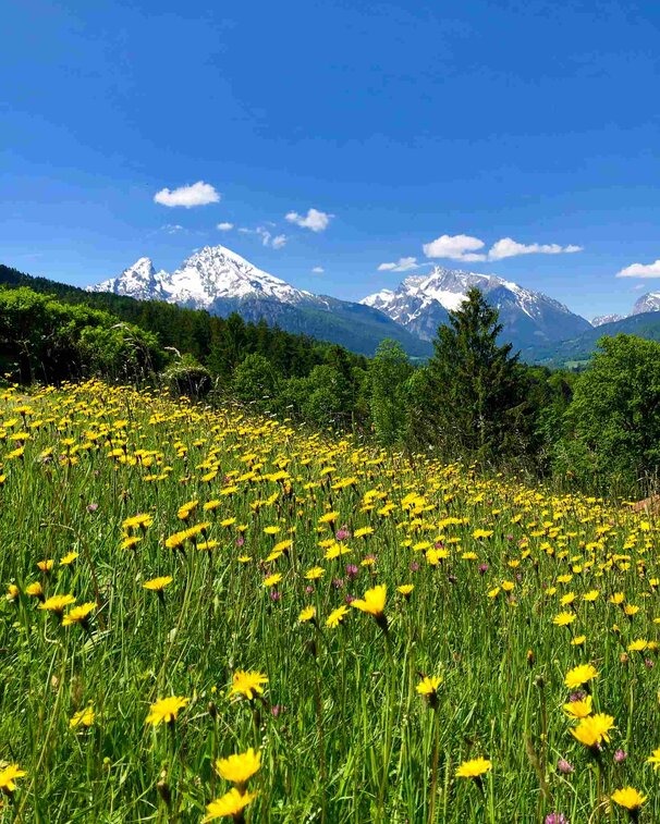 Blick auf Blumenwiese und Watzmann am Stollenweg